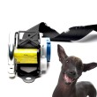 Dog Chewed Seat Belt